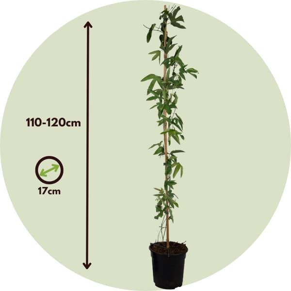Passionsblomst - Sæt med 2 - Passiflora 'Victoria' - Højde 110-120cm - ⌀17cm