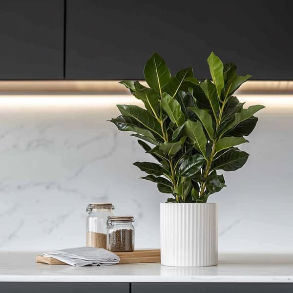 Ægte laurbær - Sæt med 2 - Laurus nobilis - Højde 30-40cm - ⌀14cm