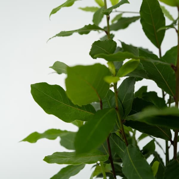 Ægte laurbær - Sæt med 2 - Laurus nobilis - Højde 30-40cm - ⌀14cm