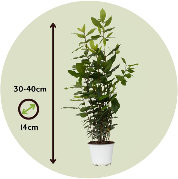 Ægte laurbær - Sæt med 2 - Laurus nobilis - Højde 30-40cm - ⌀14cm