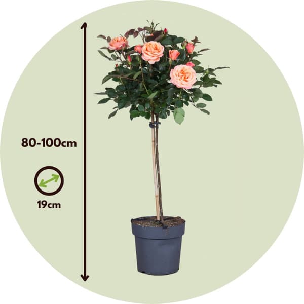 Ros på stam - Rosa palace 'Catherine' - Höjd 80-100cm - ⌀19cm