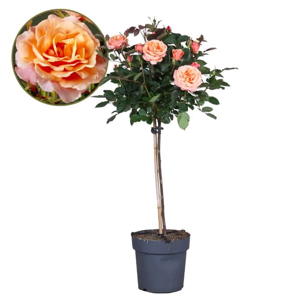 Ros på stam - Rosa palace 'Catherine' - Höjd 80-100cm - ⌀19cm