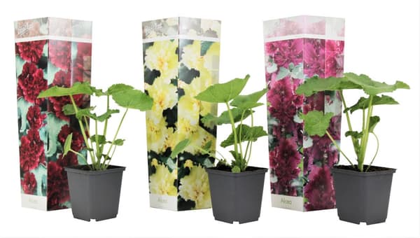 Stockros - Set om 3 - Alcea rosea - Höjd 25-40cm - ⌀9cm