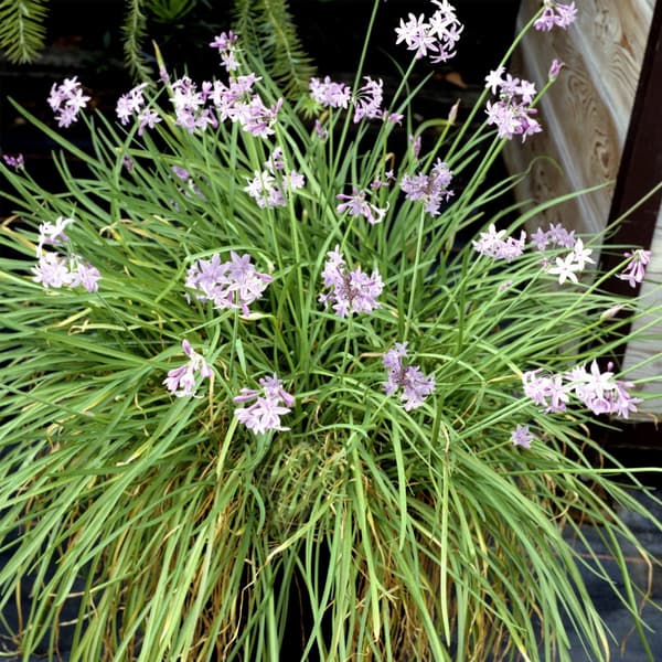 Vild hvidløg - Sæt med 3 - Tulbaghia violacea - Højde 15-25cm - ⌀9cm