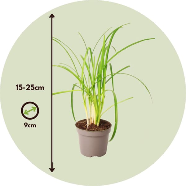 Vild hvidløg - Sæt med 3 - Tulbaghia violacea - Højde 15-25cm - ⌀9cm
