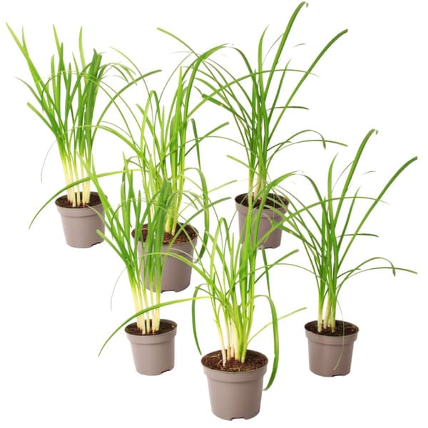 Vild hvidløg - Sæt med 6 - Tulbaghia violacea - Højde 15-25cm - ⌀9cm