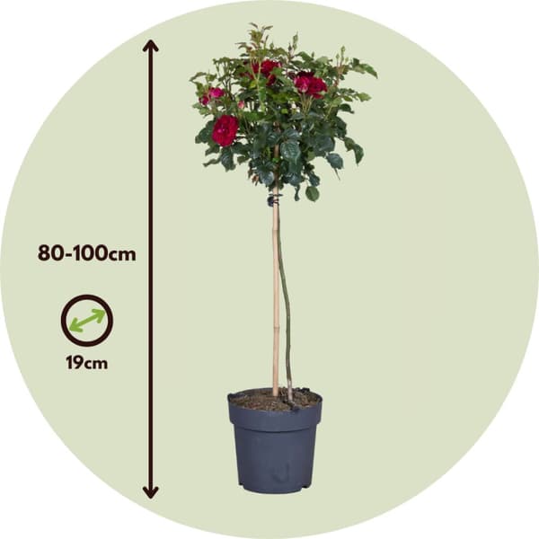Ros på stam - Rosa palace ‘Pride' - Höjd 80-100cm - ⌀19cm