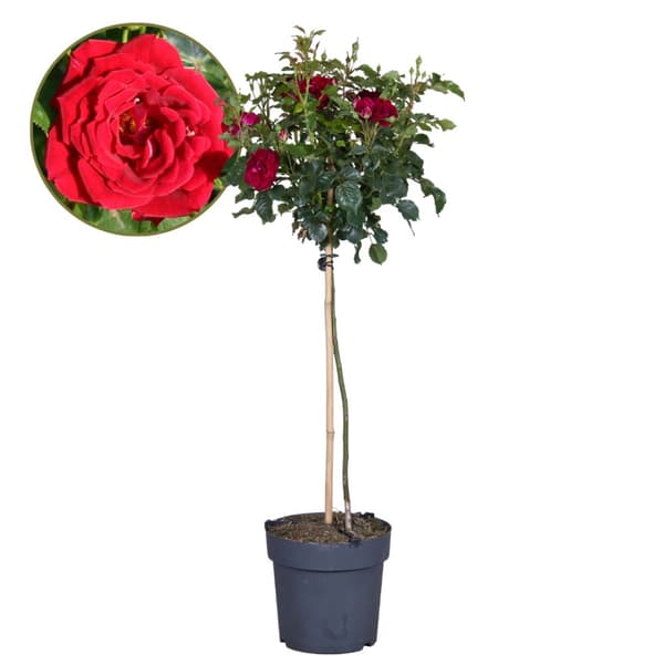 Ros på stam - Rosa palace ‘Pride' - Höjd 80-100cm - ⌀19cm