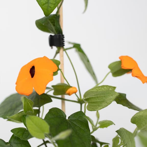 Svartöga - Set om 3 - Thunbergia alata 'New Orange' - Höjd 25-40cm - ⌀9cm