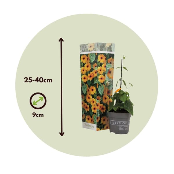 Svartöga - Set om 3 - Thunbergia alata 'New Orange' - Höjd 25-40cm - ⌀9cm