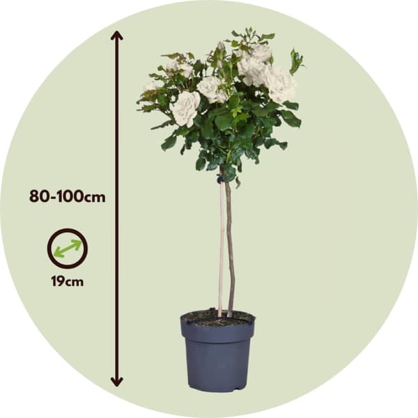 Rosentræ - Rosa palace ‘Kailani' - Højde 80-100cm - ⌀19cm