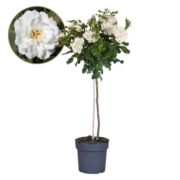 Rosentræ - Rosa palace ‘Kailani' - Højde 80-100cm - ⌀19cm