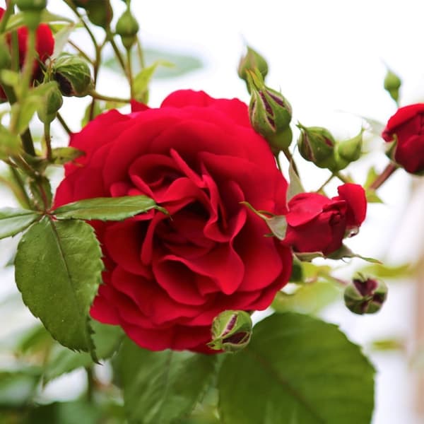 Ros på stam - Set om 2 - Rosa palace ‘Pride' - Höjd 80-100cm - ⌀19cm