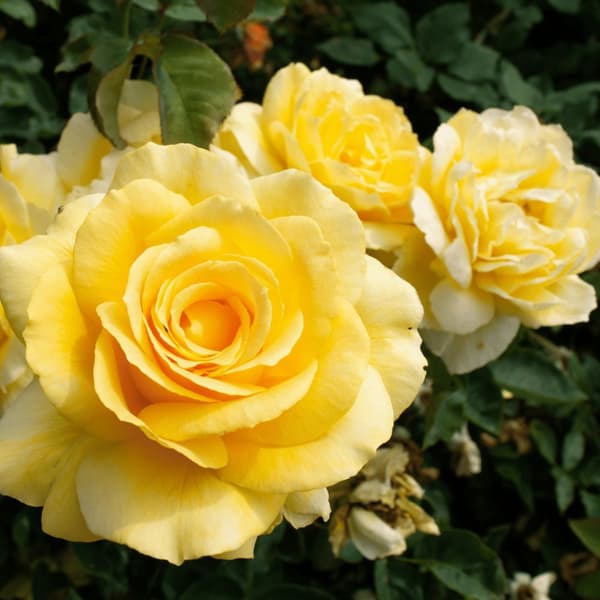 Rosentræ - Sæt med 2 - Rosa palace ‘Mysore’ - Højde 80-100cm - ⌀19cm