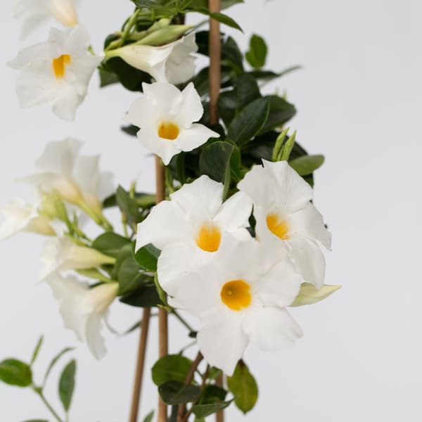 Bägarranka - Mandeville 'Rio White' - Höjd 60-70cm - ⌀17cm
