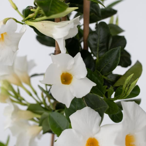 Bägarranka - Mandeville 'Rio White' - Höjd 60-70cm - ⌀17cm