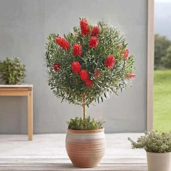 Flaskborste - Callistemon citrinus 'Splendens' - Höjd 90-110cm - ⌀21cm