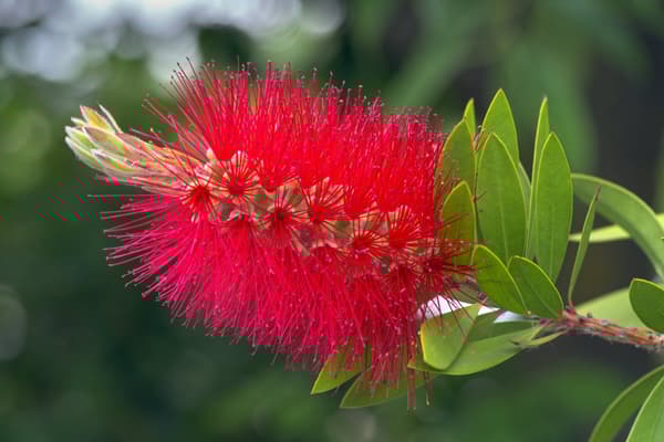 Flaskborste - Callistemon citrinus 'Splendens' - Höjd 90-110cm - ⌀21cm