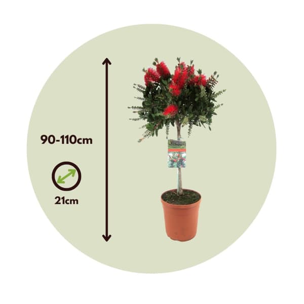 Flaskborste - Callistemon citrinus 'Splendens' - Höjd 90-110cm - ⌀21cm