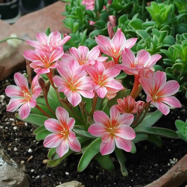 Almindelig lewisia - Sæt med 3 - Lewisia cotyledon - Højde 10-20cm - ⌀10cm