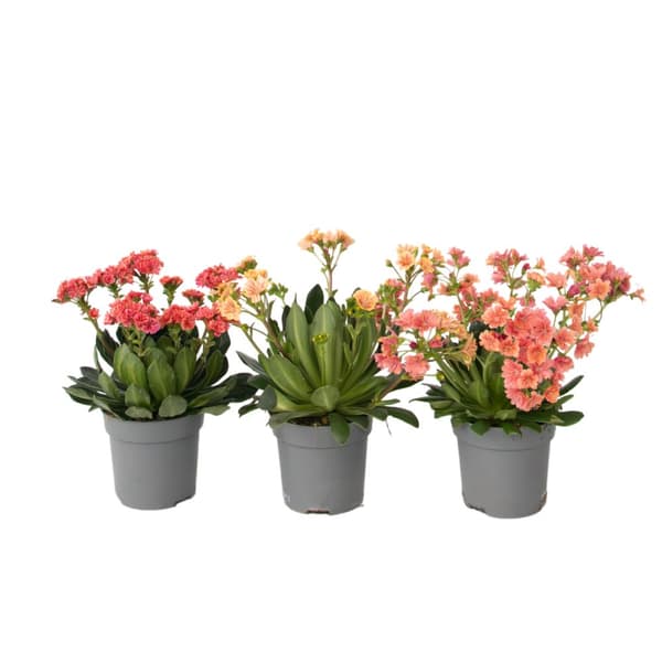 Almindelig lewisia - Sæt med 3 - Lewisia cotyledon - Højde 10-20cm - ⌀10cm