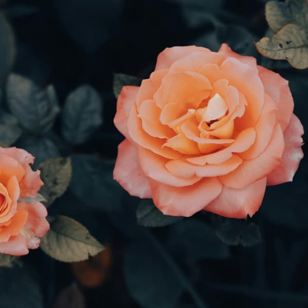 Rosentræ - Sæt med 2 - Rosa palace 'Catherine' - Højde 80-100cm - ⌀19cm