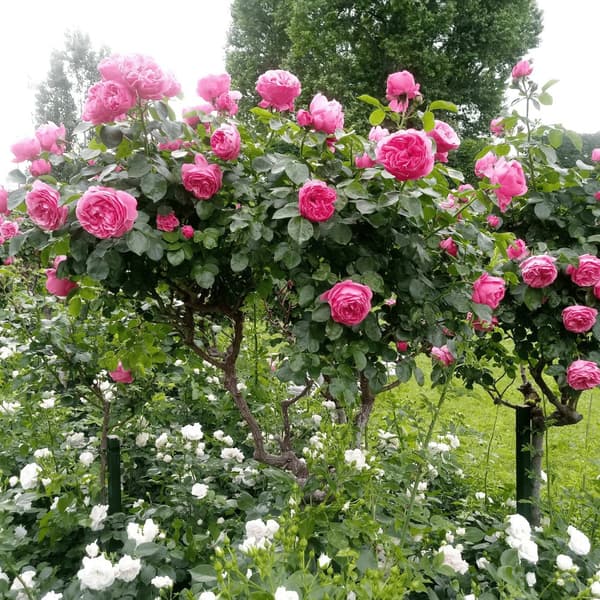 Rosentræ - Sæt med 2 - Rosa palace 'Topkapi' - Højde 80-100cm - ⌀19cm