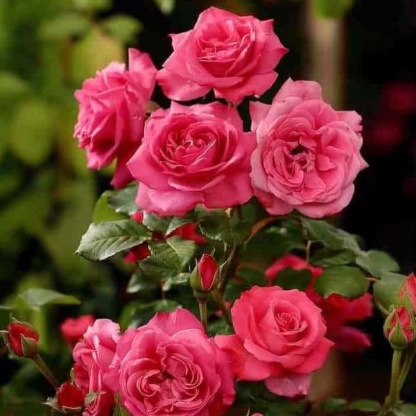 Rosentræ - Sæt med 2 - Rosa palace 'Topkapi' - Højde 80-100cm - ⌀19cm