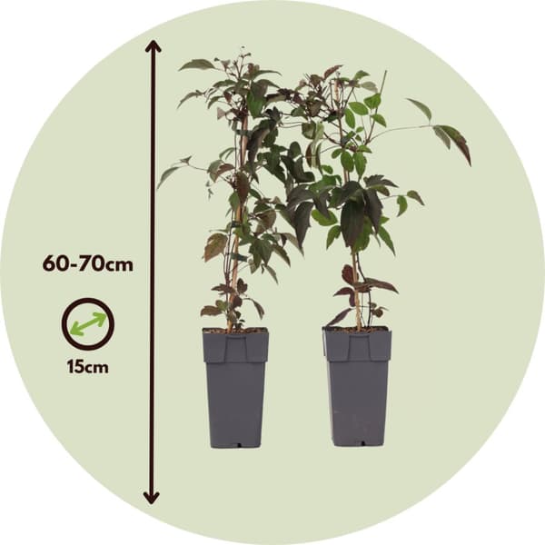 Klematis - Set om 2 - Clematis montana 'Fragrant Spring' - Höjd 60-70cm - ⌀15cm