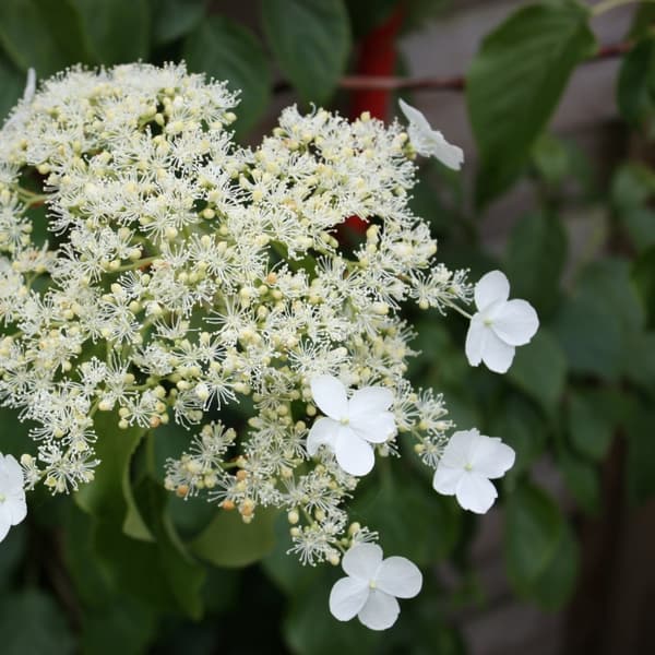 Hortensia - Set om 2 - Hydrangea anomale Petiolaris - Höjd 60-70cm - ⌀15cm