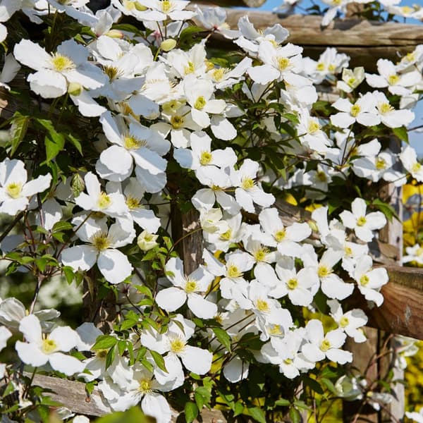 Klematis - Set om 2 - Clematis montana 'Grandiflora' - Höjd 60-70cm - ⌀15cm