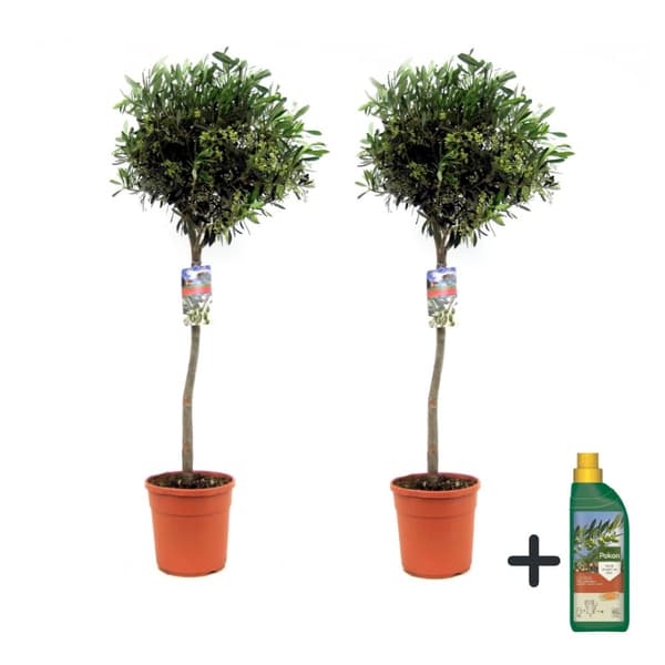 Olivträd - Set om 2 - Olea europaea - Höjd 90-100cm - ⌀21cm