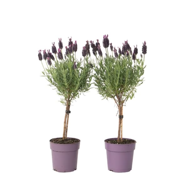 Lavendel - Sæt med 2 - Lavandula stoechas 'Anouk' - Højde 30-40cm - ⌀12cm