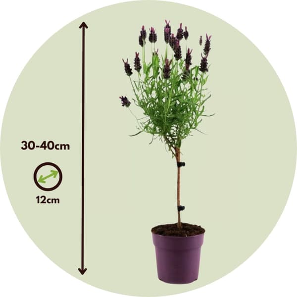 Lavendelträd - Lavandula stoechas 'Anouk' - Höjd 30-40cm - ⌀12cm