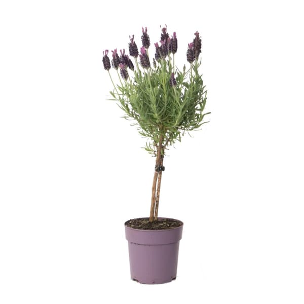 Lavendelträd - Lavandula stoechas 'Anouk' - Höjd 30-40cm - ⌀12cm