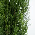 Miniatyrbild 3 av 3: Italiensk cypress - Set om 2 - Cupressus sempervirens - Höjd 60-80cm - ⌀19cm