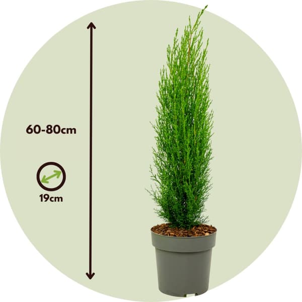 Italiensk cypress - Set om 2 - Cupressus sempervirens - Höjd 60-80cm - ⌀19cm