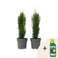 Miniatyrbild 1 av 3: Italiensk cypress - Set om 2 - Cupressus sempervirens - Höjd 60-80cm - ⌀19cm