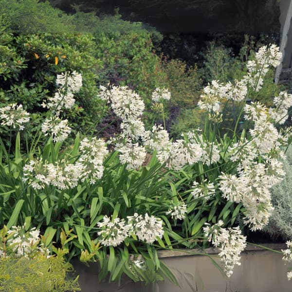 Afrikansk Lilje - Agapanthus 'Superb White' - Højde 55-70cm - ⌀17cm