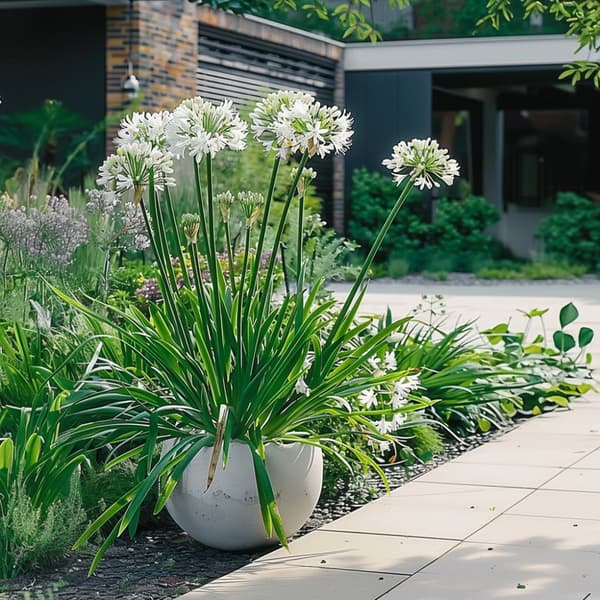 Afrikansk Lilje - Agapanthus 'Superb White' - Højde 55-70cm - ⌀17cm
