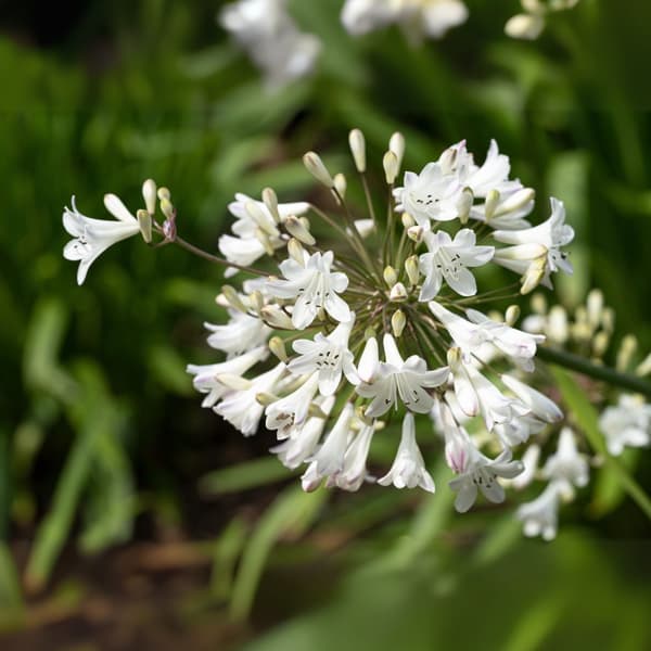 Afrikansk Lilje - Agapanthus 'Superb White' - Højde 55-70cm - ⌀17cm
