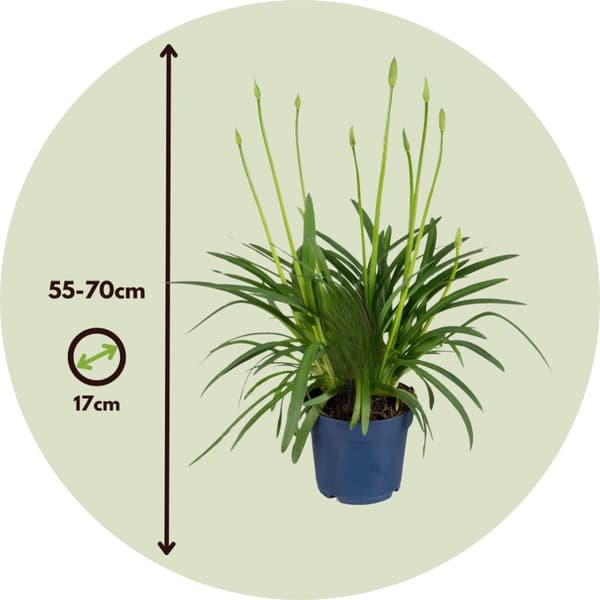 Afrikansk Lilje - Agapanthus 'Superb White' - Højde 55-70cm - ⌀17cm