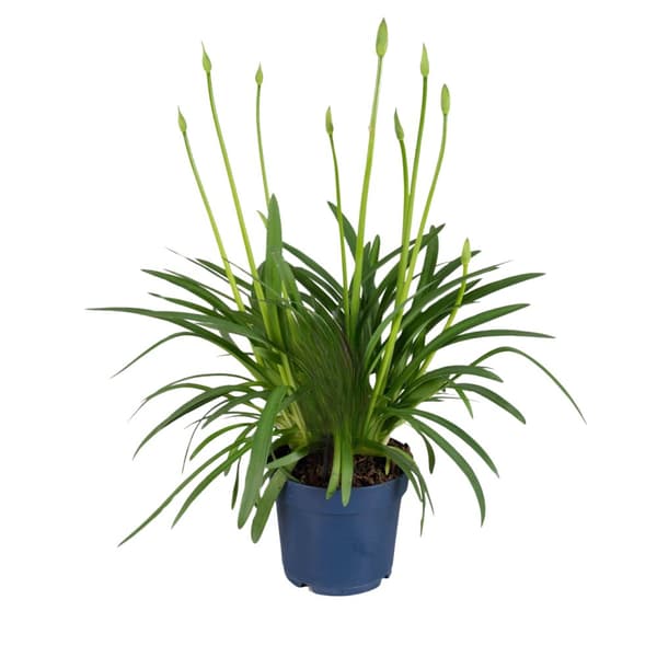 Agapantussläktet - Agapanthus 'Superb White' - Höjd 55-70cm - ⌀17cm