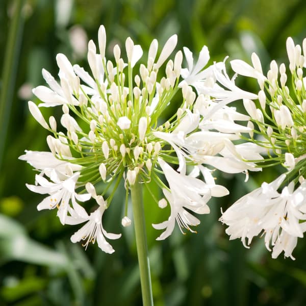 Agapantussläktet - Set om 2 - Agapanthus 'Superb White' - Höjd 30-45cm - ⌀14cm
