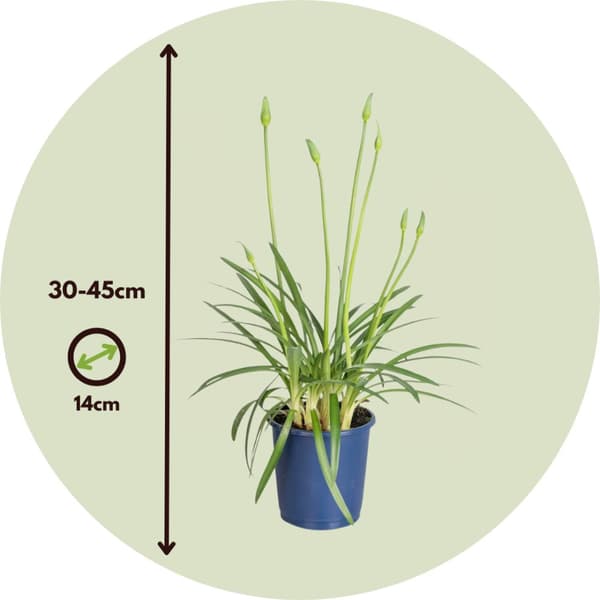 Agapantussläktet - Set om 2 - Agapanthus 'Superb White' - Höjd 30-45cm - ⌀14cm
