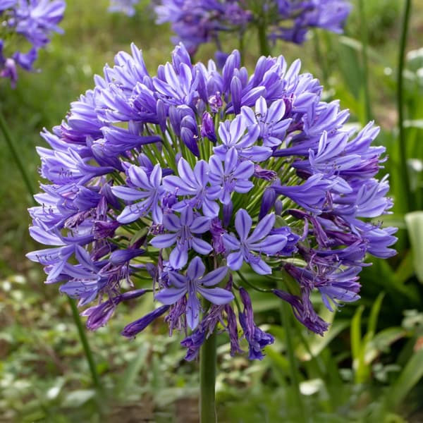 Afrikas blå lilja - Set om 2 - Agapanthus 'Superb Blue' - Höjd 30-45cm - ⌀14cm