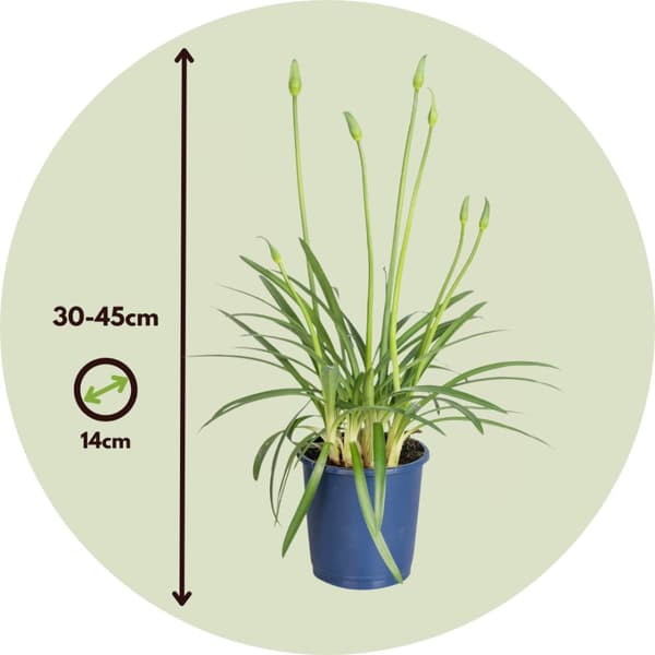 Afrikas blå lilja - Set om 2 - Agapanthus 'Superb Blue' - Höjd 30-45cm - ⌀14cm