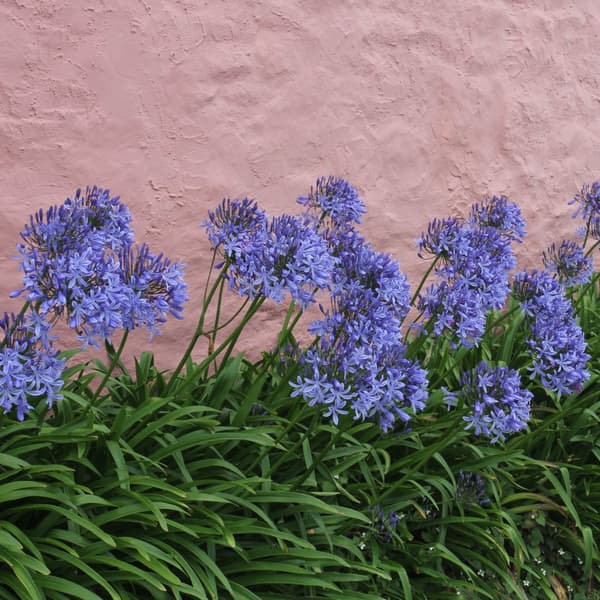 Afrikas blå lilja - Agapanthus 'Amourette Blue' - Höjd 65-80cm - ø23cm