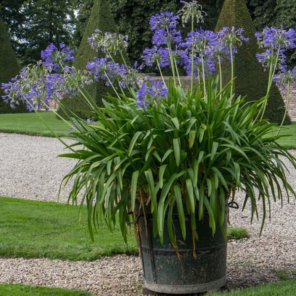 Afrikas blå lilja - Agapanthus 'Amourette Blue' - Höjd 65-80cm - ø23cm