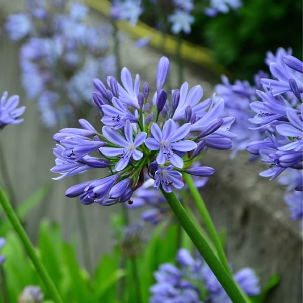Afrikas blå lilja - Agapanthus 'Amourette Blue' - Höjd 65-80cm - ø23cm